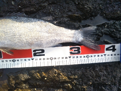 地磯てヒラセイゴ