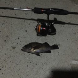 ナイトメバリング