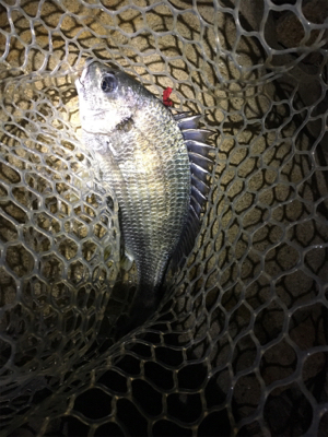 淀川ブリームゲーム 爆釣