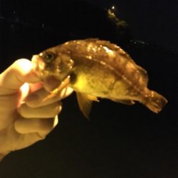 ぼちぼちメバル釣り