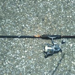 ロックフィッシュ