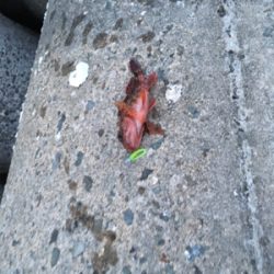 アジが釣りたくて