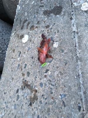 アジが釣りたくて