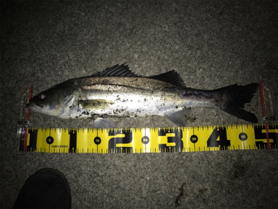 四日市バチパターン