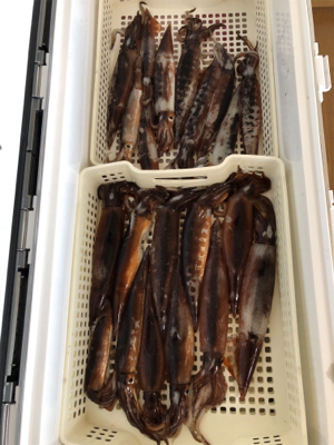 五目&ムギイカ便