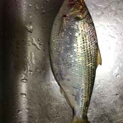 ルアー投げたらコノシロ