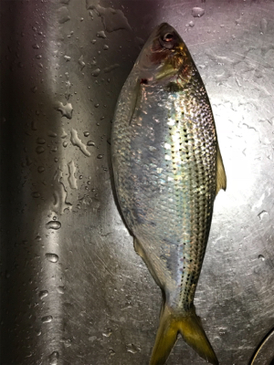 ルアー投げたらコノシロ