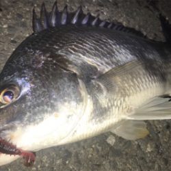 チニング初成功