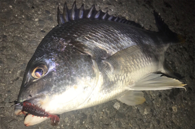 チニング初成功