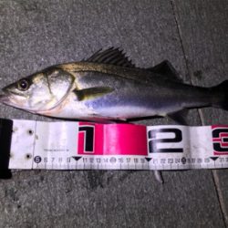 シーバスチャレンジ