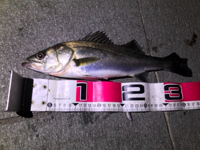 シーバスチャレンジ