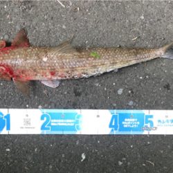 エソのヌシ降臨