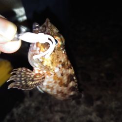 千守にてミニガシラ&ESO