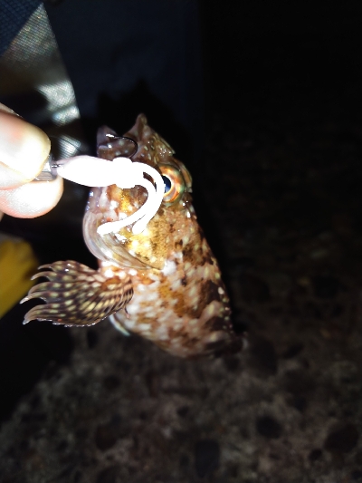 千守にてミニガシラ&ESO