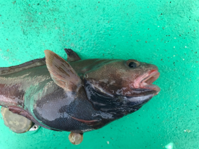 外道！！外道！！外道！！