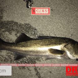 バチ抜けシーバス