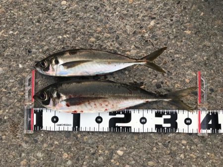 GW釣行第3日目 メガ