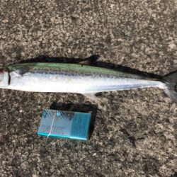 久しぶりの釣果