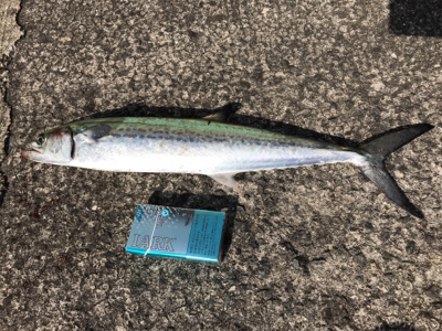 久しぶりの釣果