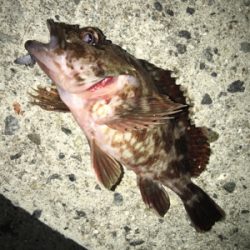 青物の気配は‥