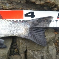 地磯でヒラスズキ