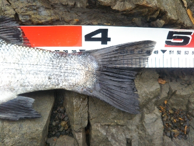 地磯でヒラスズキ