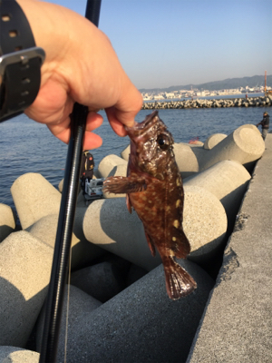 フカセでチヌ！