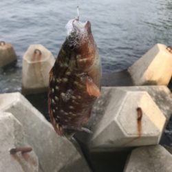 エビ撒きとキワ釣り
