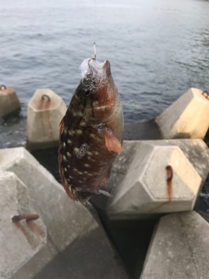 エビ撒きとキワ釣り