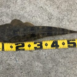 四日市マゴチゲーム開幕？