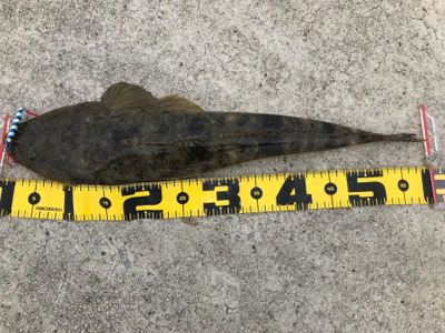 四日市マゴチゲーム開幕？