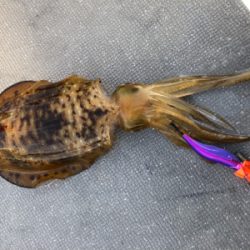 春イカティップラン