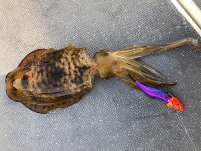 春イカティップラン