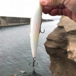 柏崎 笠島港 フカセ フグだらけ