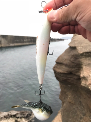 柏崎 笠島港 フカセ フグだらけ