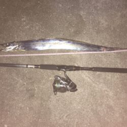 タチウオリベンジ