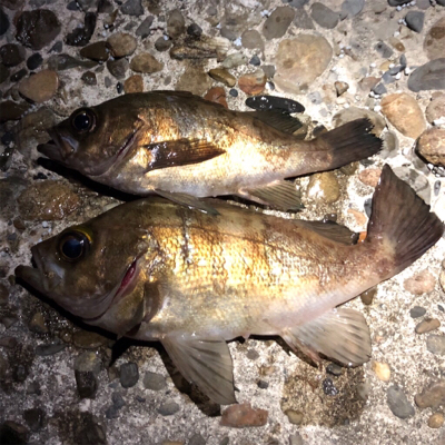 満潮からの下げ