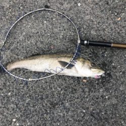 初シーバスロッドで人生初シーバス!!