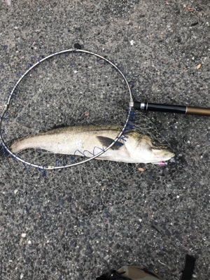 初シーバスロッドで人生初シーバス!!