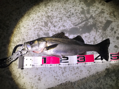 バチ抜けシーバス