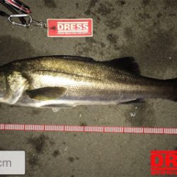 2日連続シーバス狙い