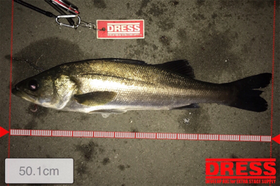 2日連続シーバス狙い