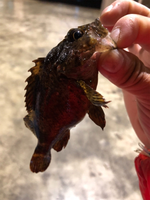 明石メバリング