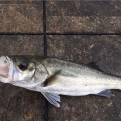 雨上がりの寒い中ガシラあたりなし！