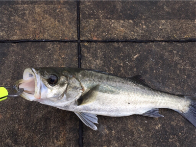 雨上がりの寒い中ガシラあたりなし！