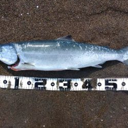 GW釣行 四日目 幻の魚