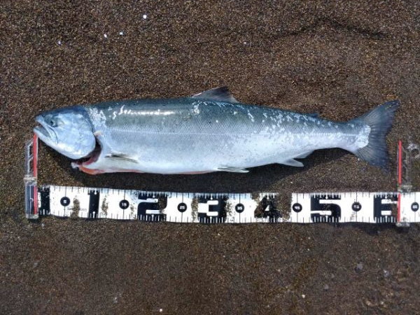 GW釣行 四日目 幻の魚