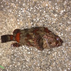 うみかぜ公園でメバリング