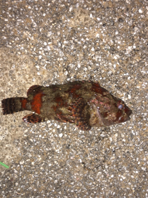 うみかぜ公園でメバリング