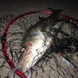 マニックフィッシュ〜